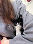 МЪЖКО КОТЕНЦЕ Търси дом, снимка 3