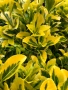 Евонимус Ауреа, Euonymus Japonica Aurea, снимка 1