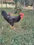 Петли Петел Черен Легхорн Leghorn, снимка 2
