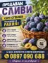 Продавам сливи Стенлей – подходящи за ракия, снимка 1