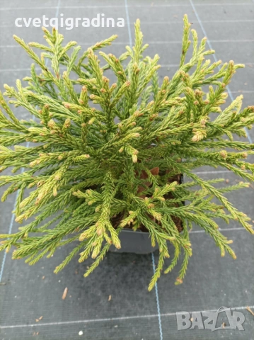 Cryptomeria japonica (Криптомерия / Японски кедър), снимка 2 - Градински цветя и растения - 54109204