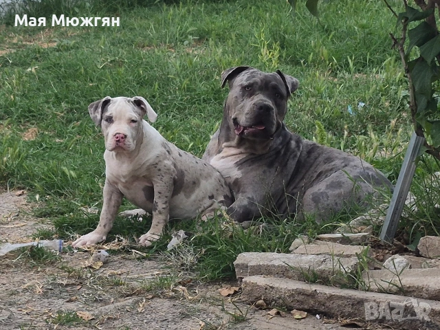 XL American bully, снимка 2 - Други - 55057160