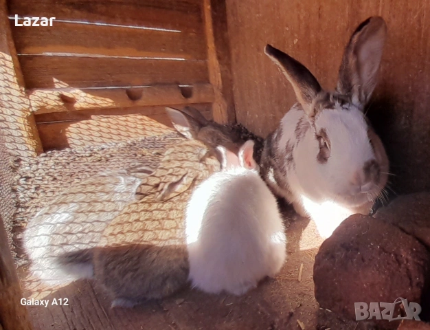 Продавам Зайци, снимка 3 - Други животни - 54317367