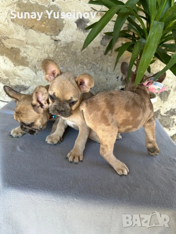 Френски булдочета мерлета(флъфи ген), снимка 10 - Френски булдог - 54108361