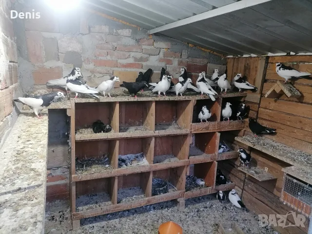 Пазарджишки високолетачи 