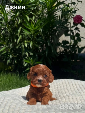 Кавапу Cavapoo, снимка 4 - Кавалер кинг чарлз шпаньол - 54801958