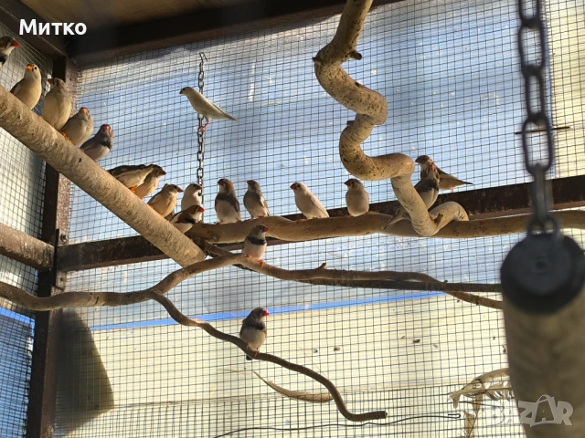 Зеброви амадини финки и папагали , снимка 2 - Папагали - 54349575