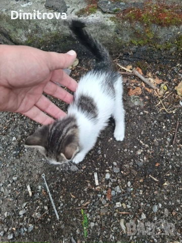 Котета търсят дом, снимка 4 - Други - 54756003