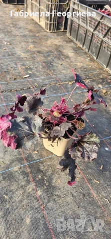 Хойхери , снимка 2 - Градински цветя и растения - 53979957