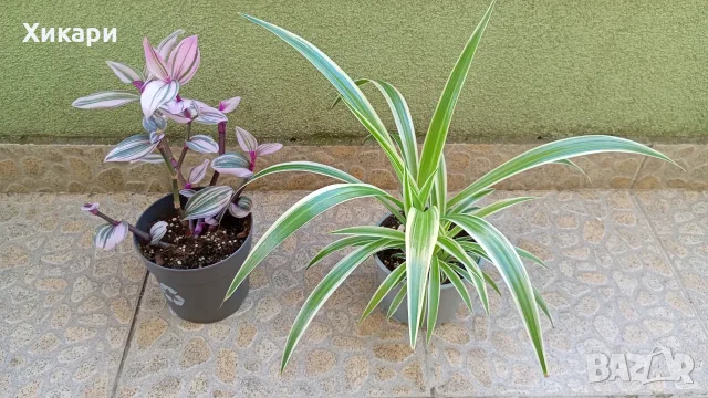 Традесканция  Tradescantia Nanouk /  Хлорофитум Chlorophytum comosum 