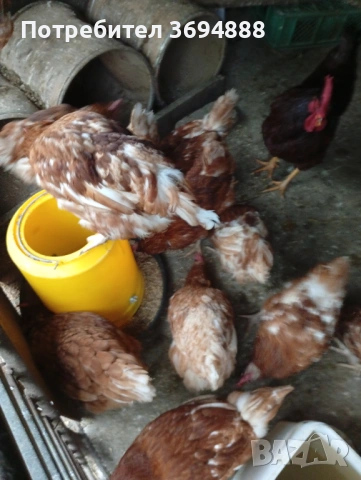 Кокошки , снимка 3 - Кокошки и пуйки - 54282448