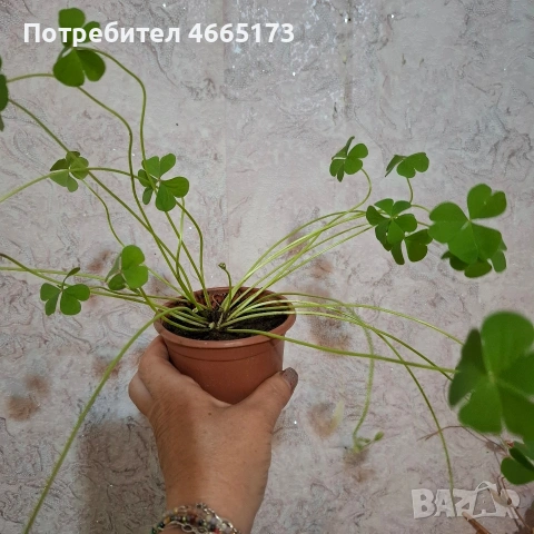 Комплект Рожец и Детелина розова, снимка 7 - Градински цветя и растения - 54510816