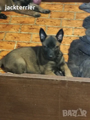Белгийска овчарка !!! 