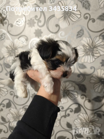 Бивер йоркширски териер, снимка 2 - Йоркширски териер - 54346668