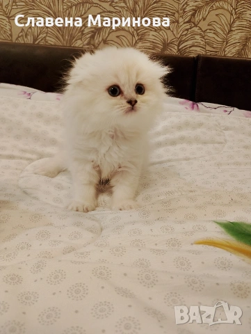 Шотландски котета ,сребърна чинчила, колорпойнт, дългокосместа котка, снимка 10 - Чинчили - 54735813