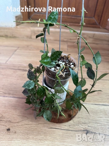 Hoya Хоя Krohniana eskimo, снимка 2 - Стайни растения - 54569607