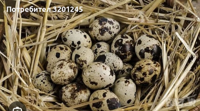 Продавам пъдпъдъци на 7 месеца , снимка 4 - Други - 54685630