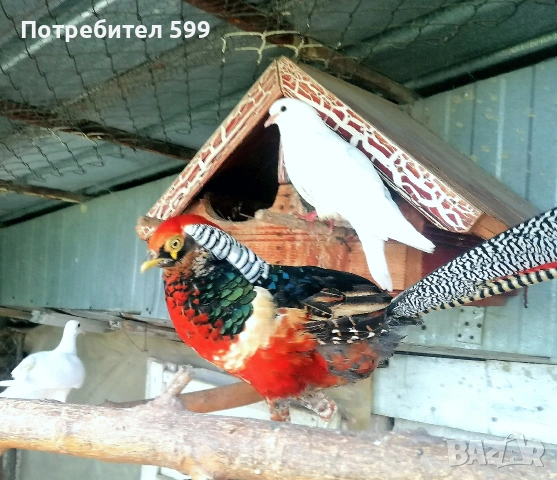 фазани, снимка 5 - други­ - 54932539