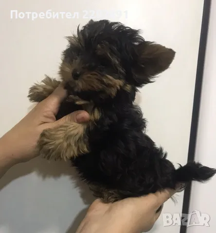 Йоркширски териер - момче !