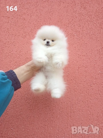 Бели Померани. Реални снимки ! Момче и момиче. , снимка 5 - Померан - 54159926