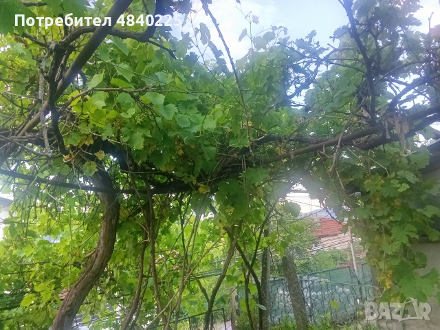 Лозови листа, снимка 2 - Други - 54960346