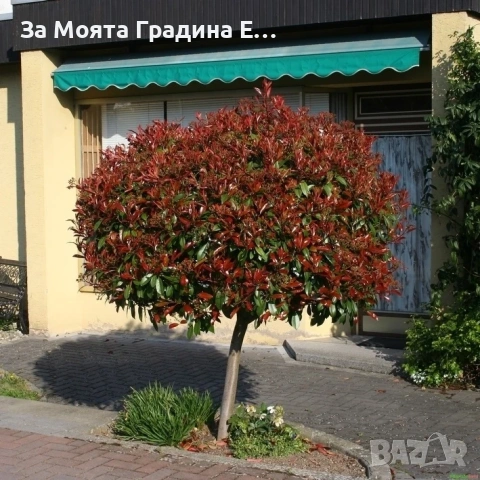 Фотиния - Щамба, снимка 3 - Градински цветя и растения - 54020499
