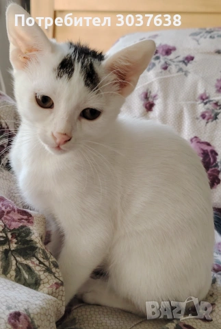 Две прекрасни котенца