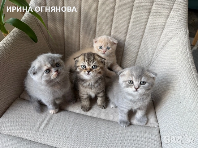 Британска/ шотландка късокосместа, снимка 6 - Британска късокосместа - 54847685