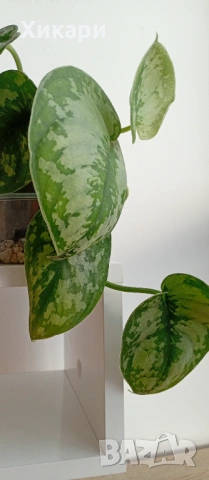 Сциндапсус Scindapsus pictus exotica, снимка 2 - Стайни растения - 54570235