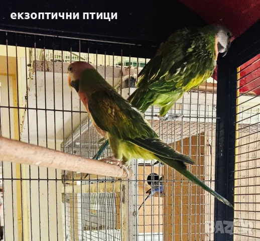 Двойка розовогърди Александри, снимка 4 - Папагали - 55341896