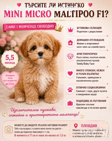 Истински Teacup Maltipoo F1 до 1,5 кг – рядко момченце от бутикова селекция
