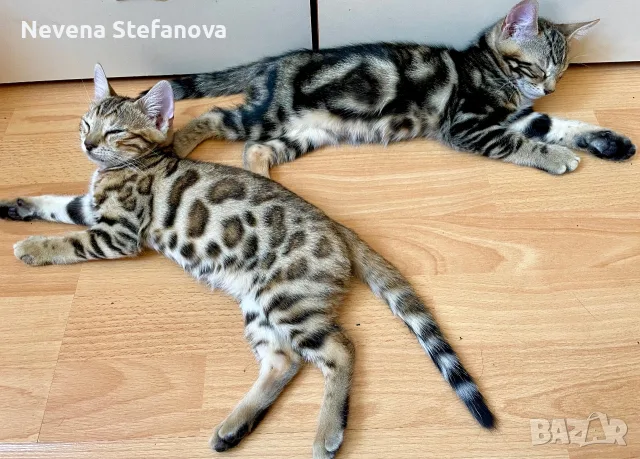 Чистокръвни бенгалчета с родословие , снимка 2 - Бенгалски - 55408065