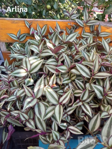 Традесканция (Tradescantia zebrina)