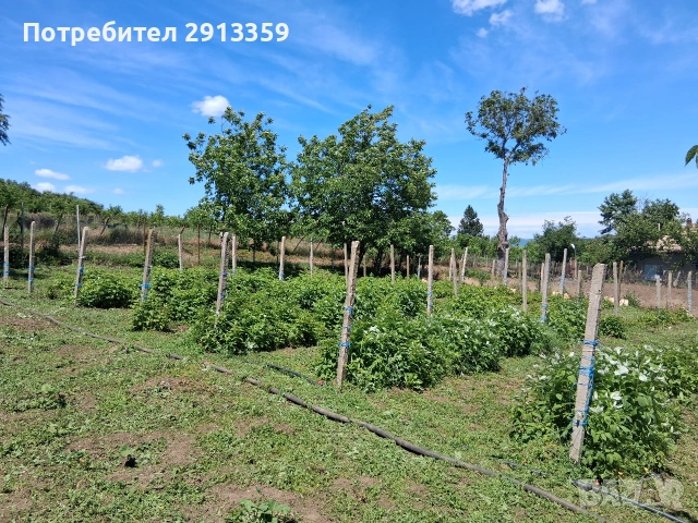 БЕЗ ПОСРЕДНИК-Селски имот в село Баячево-Собственик, снимка 10 - Къщи - 54242247