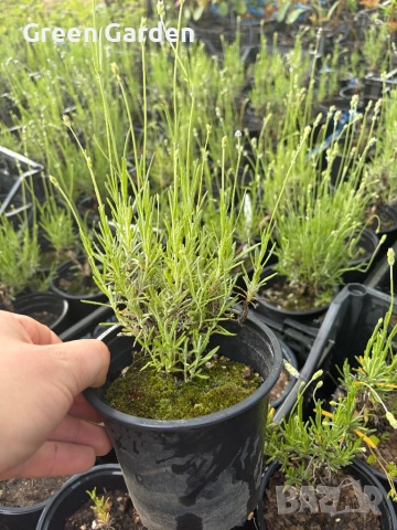 Лавандула, снимка 4 - Градински цветя и растения - 50714325