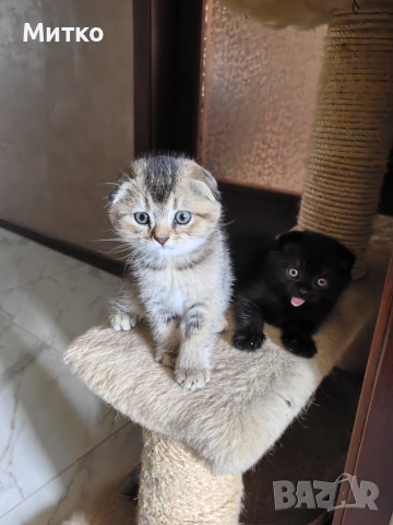 Шотландски клепоухи