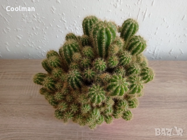 Кактус, снимка 4 - Стайни растения - 54097185