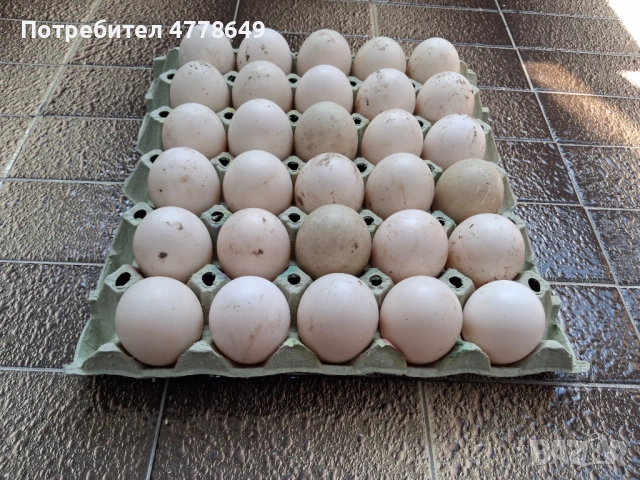  Оплодени яйца от патици