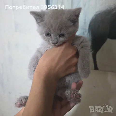 British Shorthair 61 дена, снимка 7 - Британска късокосместа - 55661938