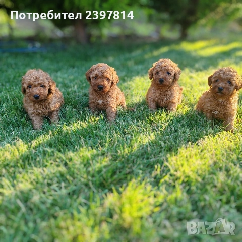 Пудел  Той/Мини, снимка 10 - Пудели - 55138246