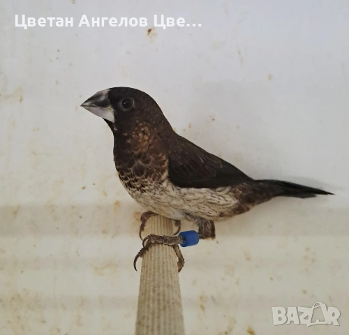 Продавам японски амадини, снимка 3 - Папагали - 54395530