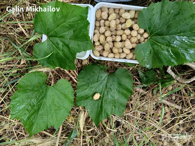 Черници, тиквени семки, лозови листа, липа цвят, снимка 9 - Домашни продукти - 54984587