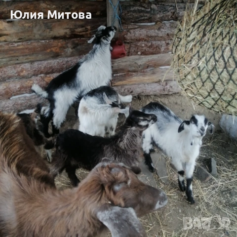 Продават се яренца, снимка 5 - Кози - 54589856