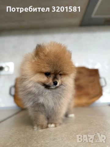 Померан, снимка 6 - Померан - 54320324