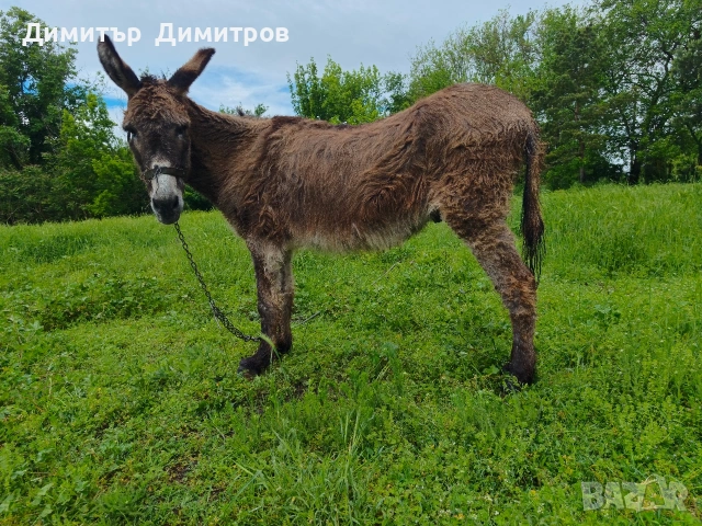 магаре 