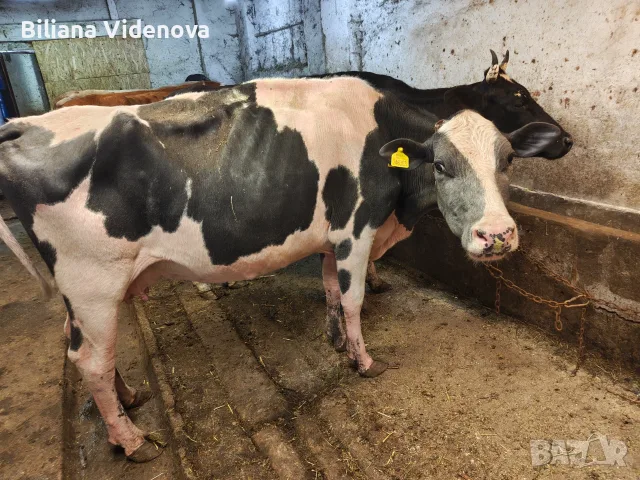Продавам крави, юници и телета, снимка 5 - Крави - 55324137