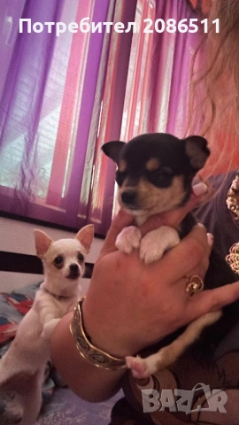 Мини чихуахуа