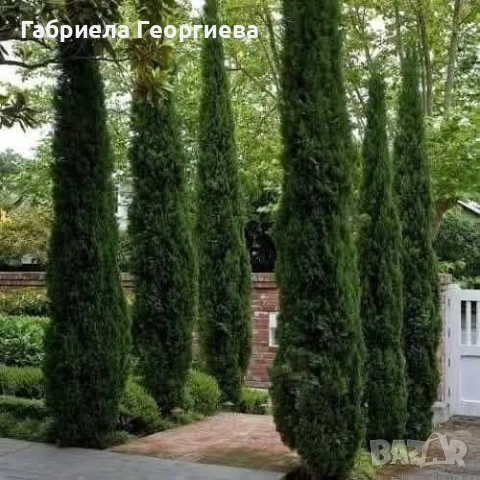 Кипарис "Тотем "