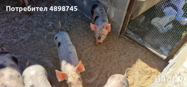 Продавам Малки Прасенца, снимка 3 - Прасета - 55426050