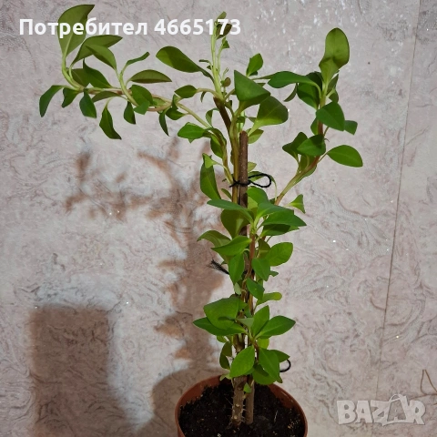 Еуфорбия/Христов венец Цвете, снимка 2 - Стайни растения - 54742956